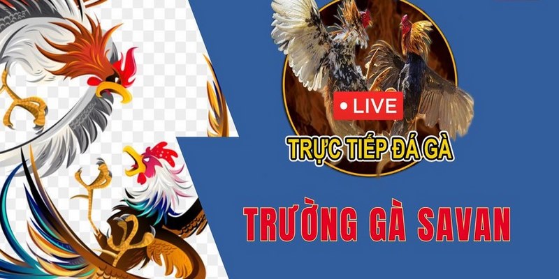 Đến I9bet để chơi đá gà an toàn tại trường gà Savan