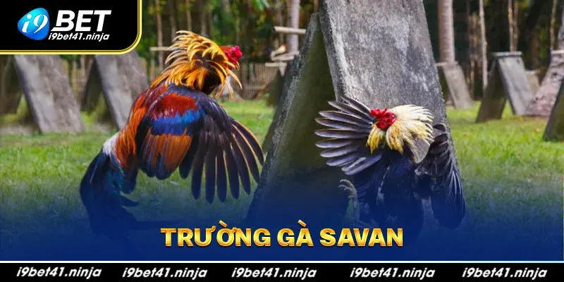 Trường Gà Savan - Trực Tiếp Trận Đấu Gà Chọi Hot Nhất 2024